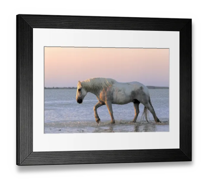 Framed Print : Camargue Horse, adult, walking in water at sunset, Saintes Marie de la Mer, Camargue, Bouches du Rhone, France Framed Print : Camargue Horse, adult, walking in water at sunset, Saintes Marie de la Mer, Camargue, Bouches du Rhone, France