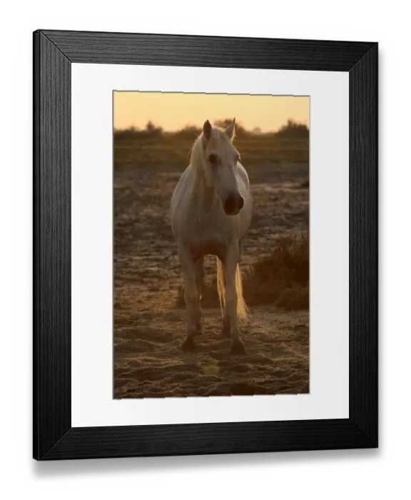 Framed Print : Camargue Horse, stallion, backlit at sunset, Saintes Marie de la Mer, Camargue, Bouches du Rhone, France Framed Print : Camargue Horse, stallion, backlit at sunset, Saintes Marie de la Mer, Camargue, Bouches du Rhone, France
