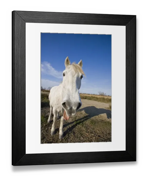 Framed Print : Camargue Horse, adult, with tongue sticking out, Saintes Marie de la Mer, Camargue, Bouches du Rhone, France Framed Print : Camargue Horse, adult, with tongue sticking out, Saintes Marie de la Mer, Camargue, Bouches du Rhone, France