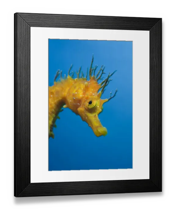 Framed Print : Yellow Longsnouted Seahorse, Hippocampus ramulosus, Tamariu, Costa Brava, Mediterranean Sea, Spain Framed Print : Yellow Longsnouted Seahorse, Hippocampus ramulosus, Tamariu, Costa Brava, Mediterranean Sea, Spain