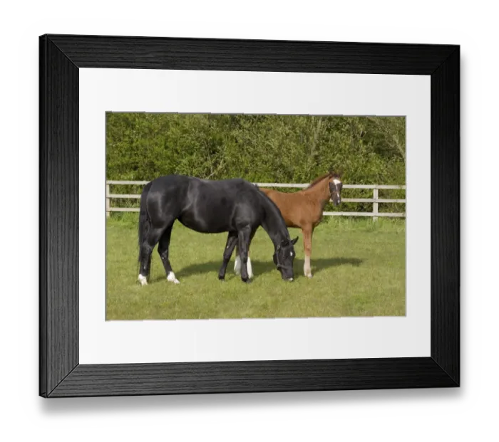 Framed Print : 5 month old hanoverian foal with black mare Framed Print : 5 month old hanoverian foal with black mare