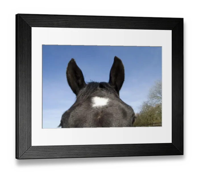 Framed Print : close up of horses eyes and ears Framed Print : close up of horses eyes and ears
