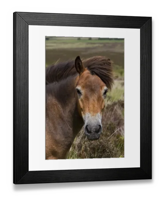 Framed Print : The Exmoor pony is a horse breed native to the British Isles, where some still roam as semi-feral livestock on Exmoor Framed Print : The Exmoor pony is a horse breed native to the British Isles, where some still roam as semi-feral livestock on Exmoor
