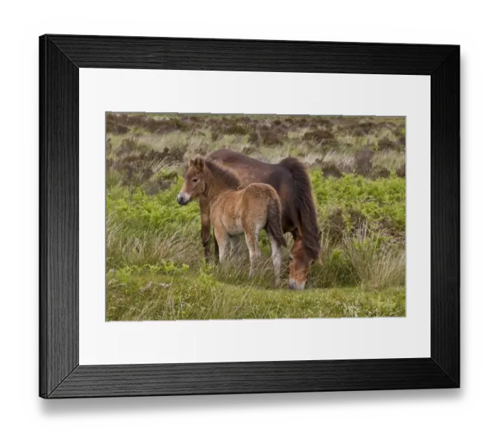 Framed Print : The Exmoor pony is a horse breed native to the British Isles, where some still roam as semi-feral livestock on Exmoor Framed Print : The Exmoor pony is a horse breed native to the British Isles, where some still roam as semi-feral livestock on Exmoor