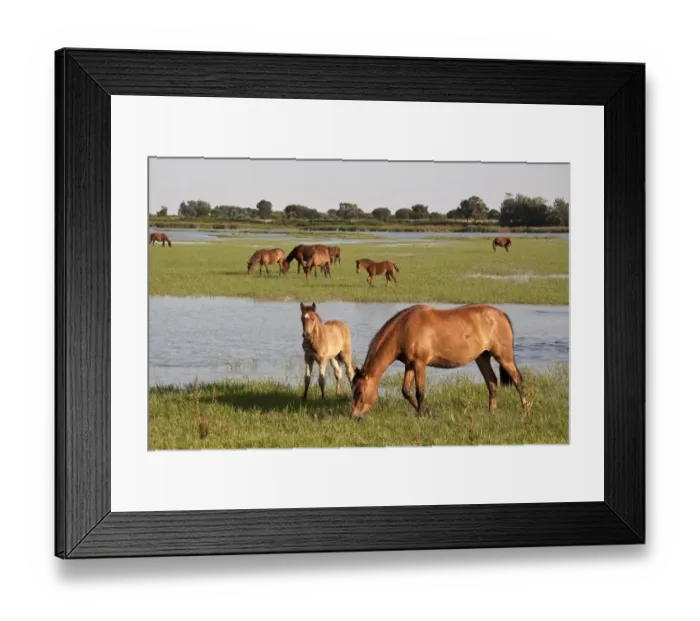 Framed Print : Wild Andalusian horse roam marshes at El Rocio Framed Print : Wild Andalusian horse roam marshes at El Rocio