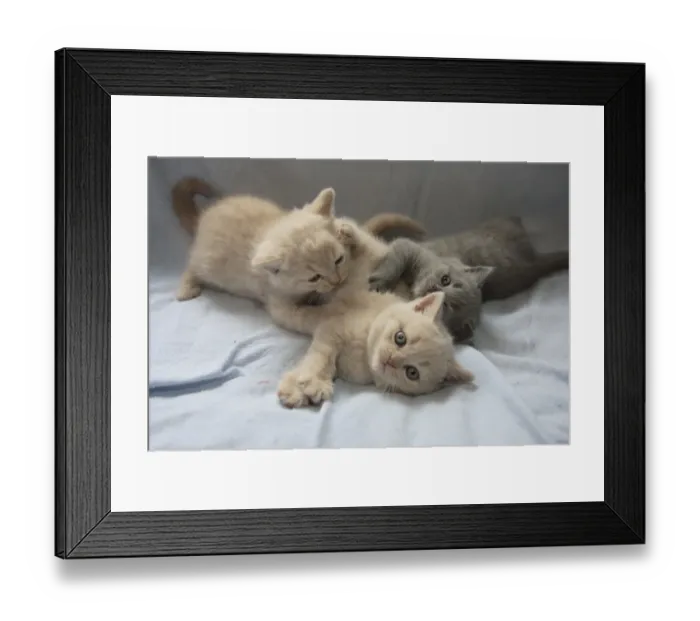 Framed Print : Domestic Cat - Three kittens play-fighting Framed Print : Domestic Cat - Three kittens play-fighting
