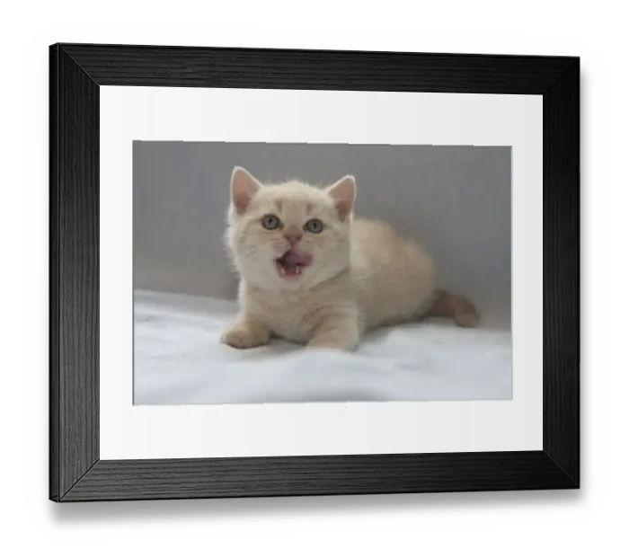 Framed Print : Domestic Cat - Kitten laying, licking lips Framed Print : Domestic Cat - Kitten laying, licking lips