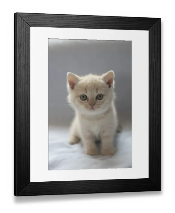 Framed Print : Domestic Cat - Kitten sitting