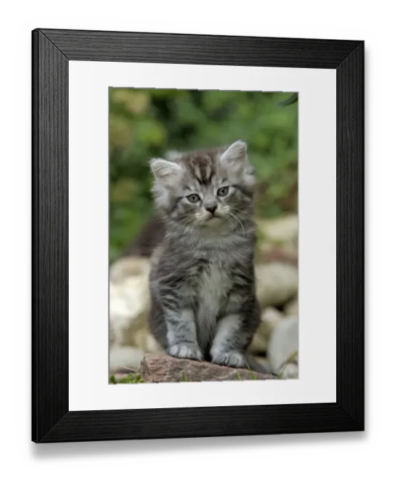 Framed Print : Domestic Cat (Felis catus) Maine Coon, kitten in garden Framed Print : Domestic Cat (Felis catus) Maine Coon, kitten in garden