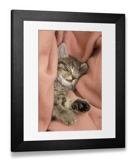 Framed Print : Domestic Cat, tabby kitten asleep in blanket Framed Print : Domestic Cat, tabby kitten asleep in blanket
