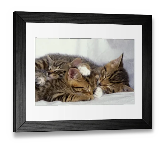 Framed Print : Domestic Cat, three tabby kittens sleeping, huddled together