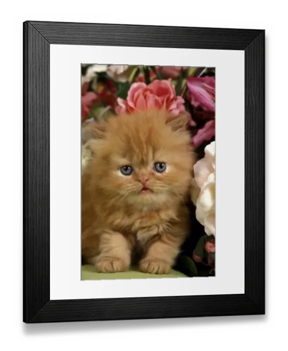 Framed Print : Domestic Cat, Persian, ginger kitten amongst flowers Framed Print : Domestic Cat, Persian, ginger kitten amongst flowers