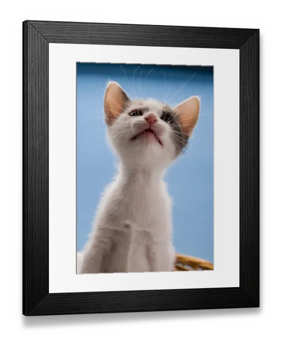 Framed Print : Domestic Cat, white and tortoiseshell kitten, looking up
