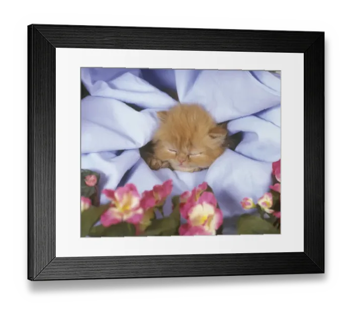 Framed Print : Domestic Cat, Persian, ginger kitten sleeping Framed Print : Domestic Cat, Persian, ginger kitten sleeping