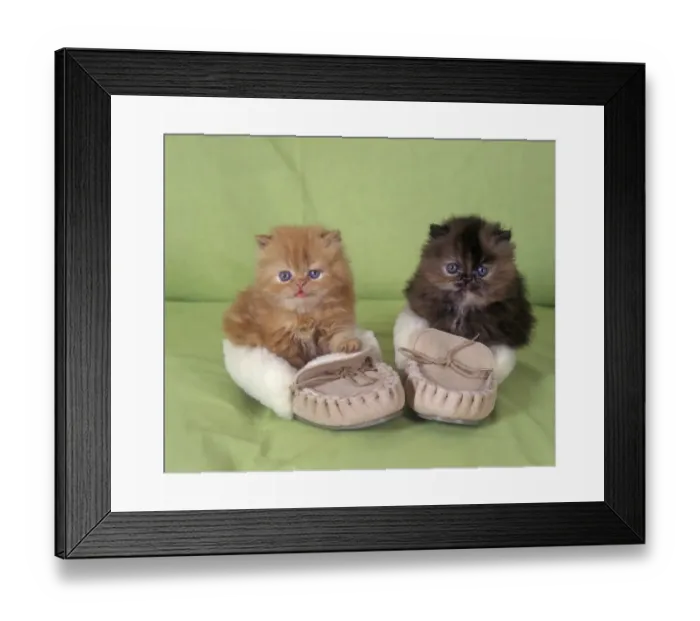 Framed Print : Domestic Cat, Persian, two kittens sitting in slippers Framed Print : Domestic Cat, Persian, two kittens sitting in slippers