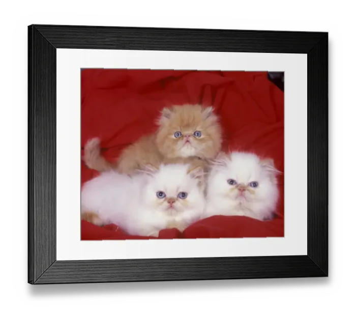 Framed Print : Domestic Cat, Persian, three kittens Framed Print : Domestic Cat, Persian, three kittens