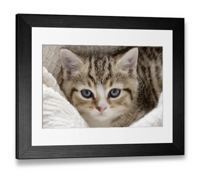 Framed Print : Domestic Cat, tabby-and-white kitten, laying on blanket, close-up of head, England Framed Print : Domestic Cat, tabby-and-white kitten, laying on blanket, close-up of head, England