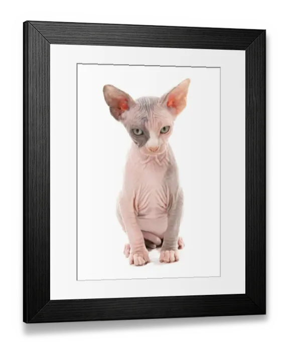 Framed Print : Domestic Cat, Sphynx, kitten, sitting Framed Print : Domestic Cat, Sphynx, kitten, sitting