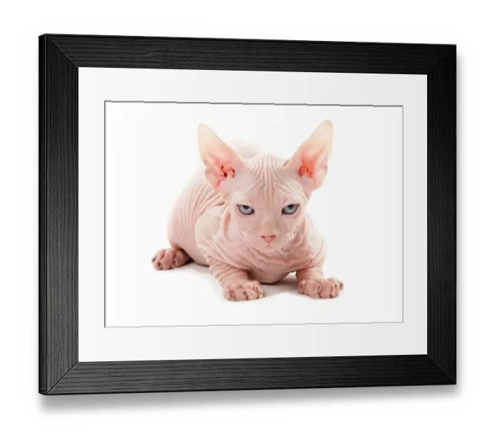 Framed Print : Domestic Cat, Sphynx, kitten, laying Framed Print : Domestic Cat, Sphynx, kitten, laying