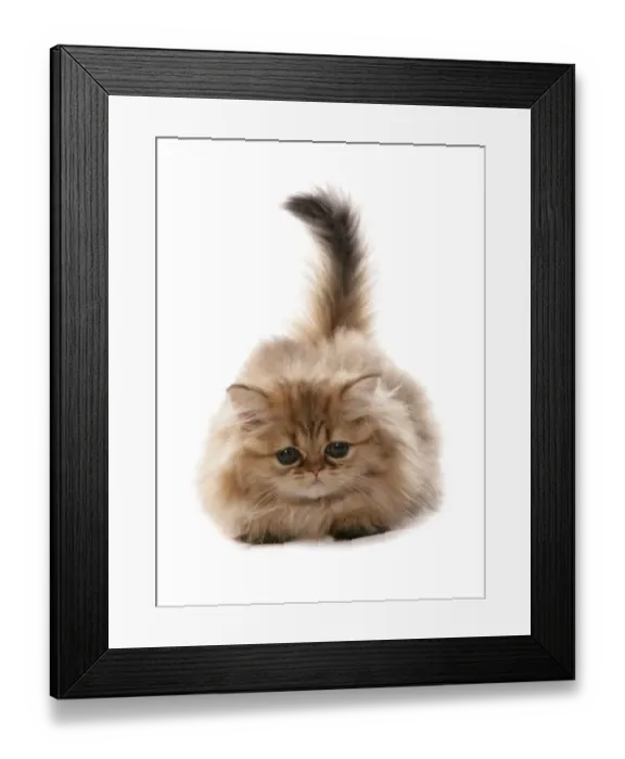 Framed Print : Domestic Cat, Golden Persian, kitten, laying Framed Print : Domestic Cat, Golden Persian, kitten, laying