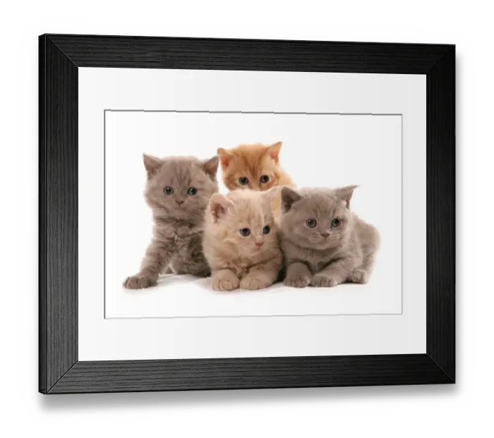 Framed Print : Domestic Cat, Selkirk Rex, four kittens, sitting Framed Print : Domestic Cat, Selkirk Rex, four kittens, sitting