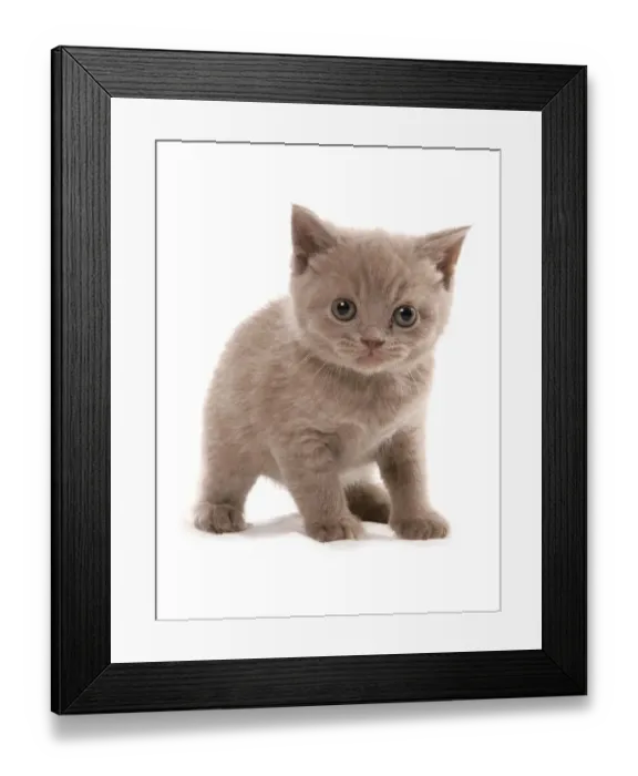 Framed Print : Domestic Cat, Selkirk Rex, kitten, standing Framed Print : Domestic Cat, Selkirk Rex, kitten, standing