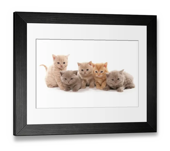 Framed Print : Domestic Cat, Selkirk Rex, five kittens, sitting Framed Print : Domestic Cat, Selkirk Rex, five kittens, sitting