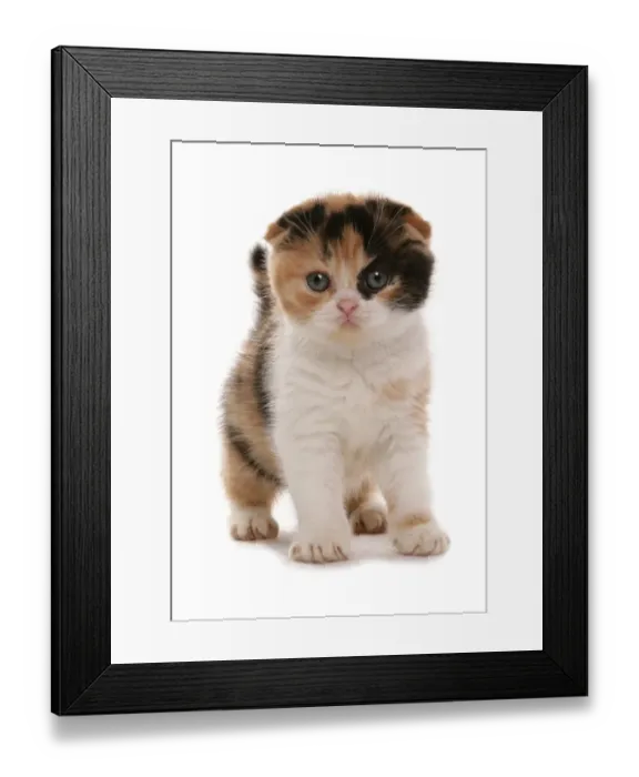 Framed Print : Domestic Cat, Red White and Black Scottish Fold, kitten, standing Framed Print : Domestic Cat, Red White and Black Scottish Fold, kitten, standing