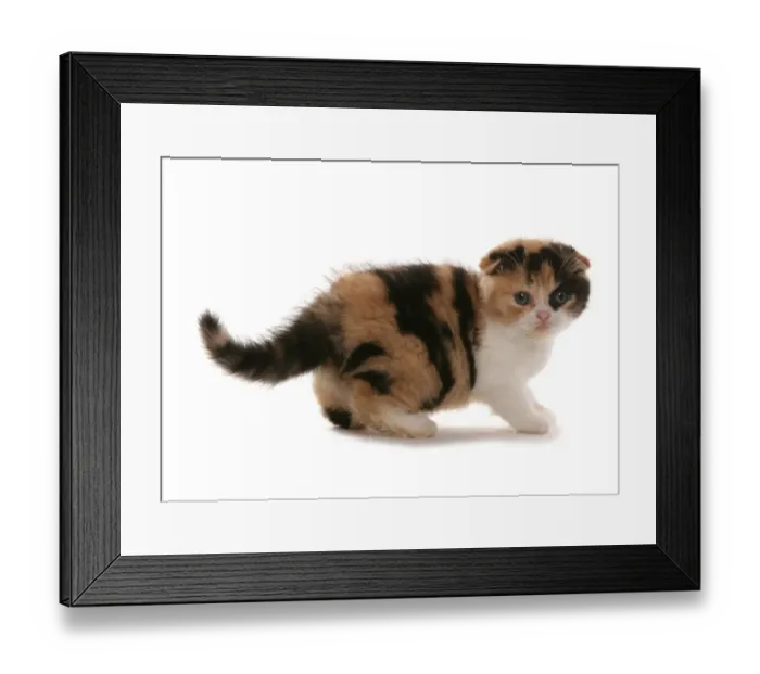 Framed Print : Domestic Cat, Red White and Black Scottish Fold, kitten, standing Framed Print : Domestic Cat, Red White and Black Scottish Fold, kitten, standing