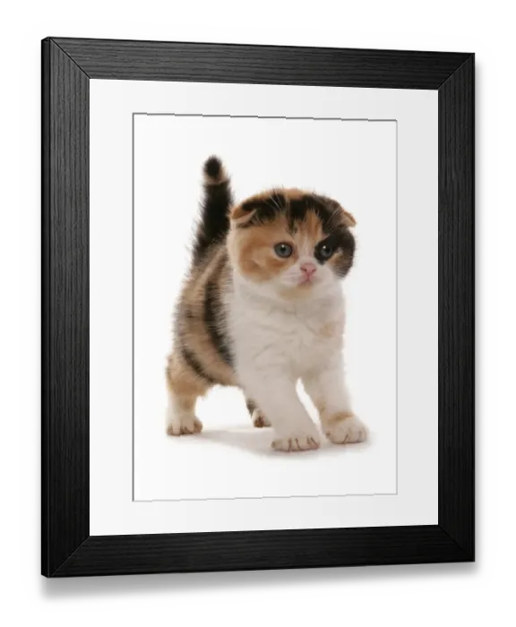 Framed Print : Domestic Cat, Red White and Black Scottish Fold, kitten, standing