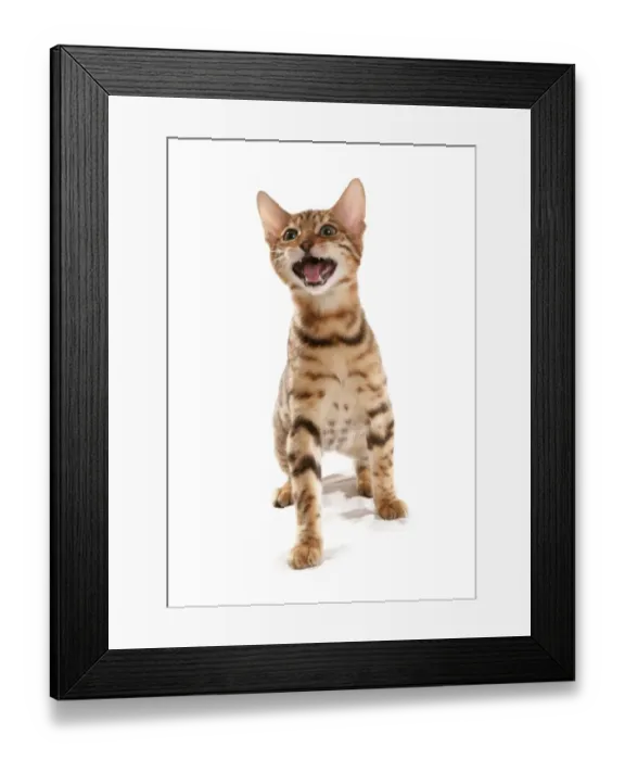 Framed Print : Domestic Cat, Rosetted Bengal, kitten, meowing Framed Print : Domestic Cat, Rosetted Bengal, kitten, meowing