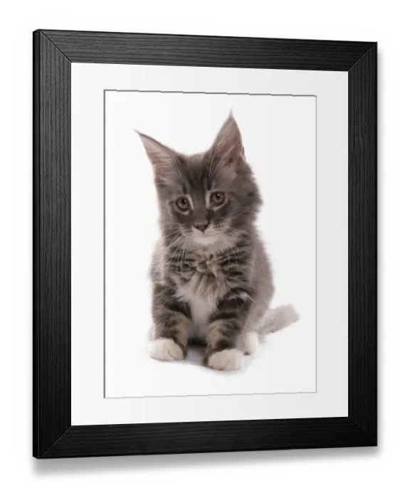 Framed Print : Domestic Cat, Maine Coon, kitten, sitting