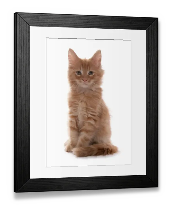 Framed Print : Domestic Cat, Ginger Maine Coon, kitten, sitting Framed Print : Domestic Cat, Ginger Maine Coon, kitten, sitting