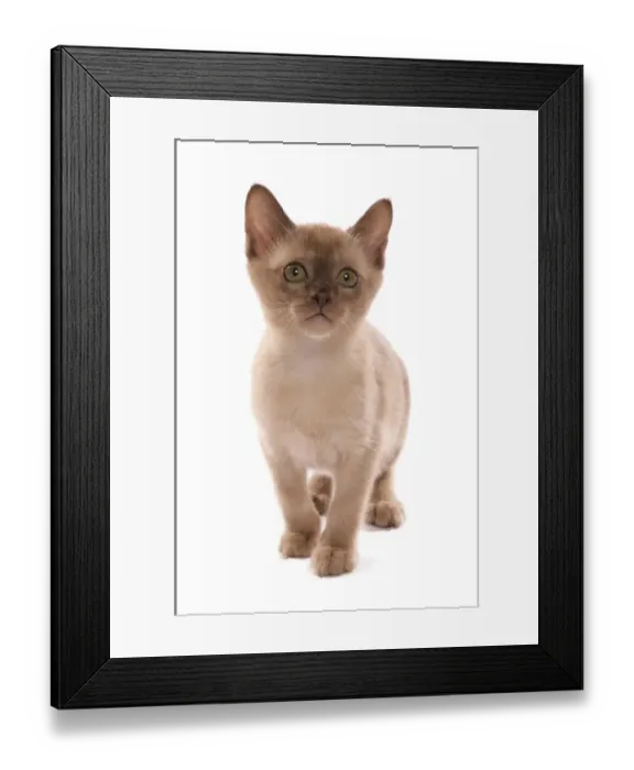 Framed Print : Domestic Cat, Burmese, kitten, standing Framed Print : Domestic Cat, Burmese, kitten, standing