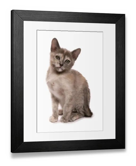 Framed Print : Domestic Cat, Blue Tortie Burmese, kitten, sitting Framed Print : Domestic Cat, Blue Tortie Burmese, kitten, sitting