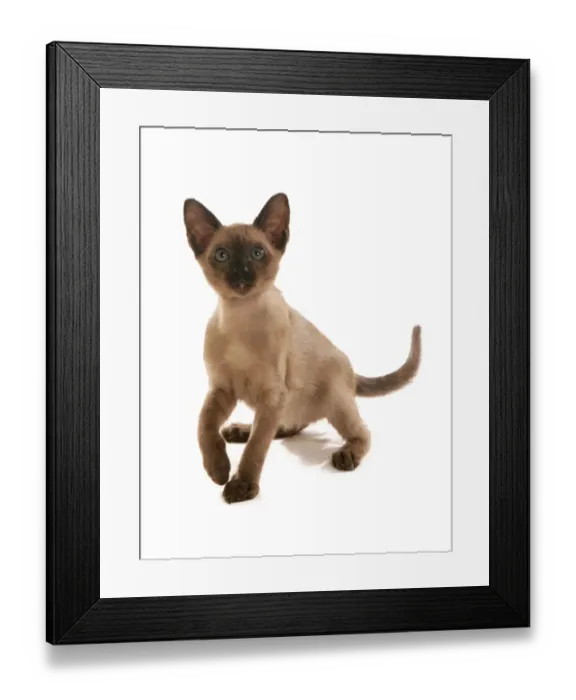 Framed Print : Domestic Cat, Tonkinese, brown mink, female kitten, squatting Framed Print : Domestic Cat, Tonkinese, brown mink, female kitten, squatting