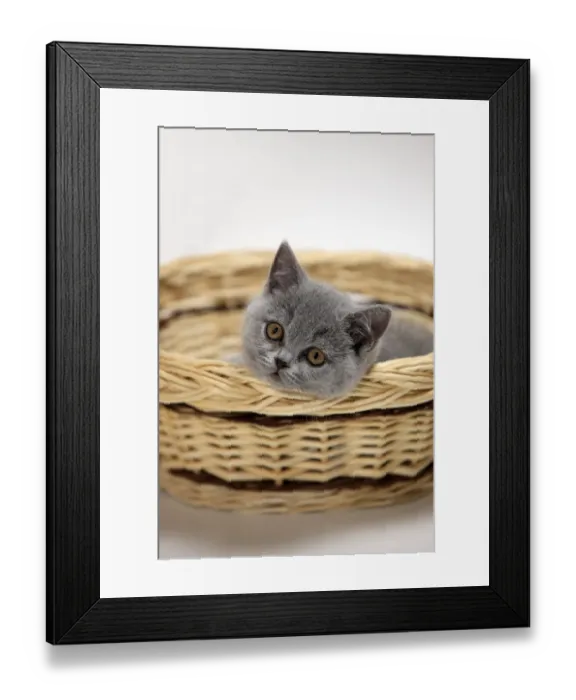 Framed Print : Domestic Cat, British Shorthair, ten week old kitten, laying in basket Framed Print : Domestic Cat, British Shorthair, ten week old kitten, laying in basket