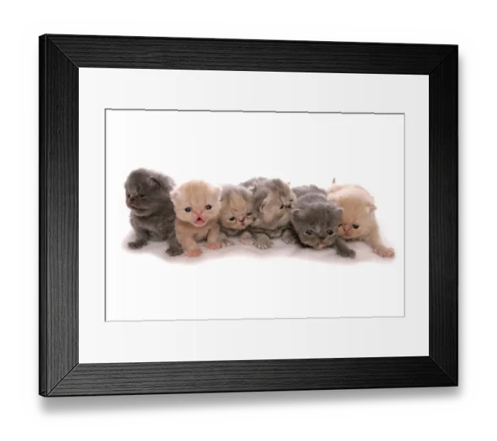 Framed Print : Domestic Cat, Exotic Shorthair, six young kittens, four-weeks old Framed Print : Domestic Cat, Exotic Shorthair, six young kittens, four-weeks old