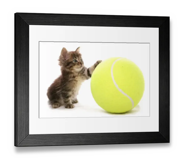 Framed Print : Domestic Cat, Asian, kitten, playing with tennis ball