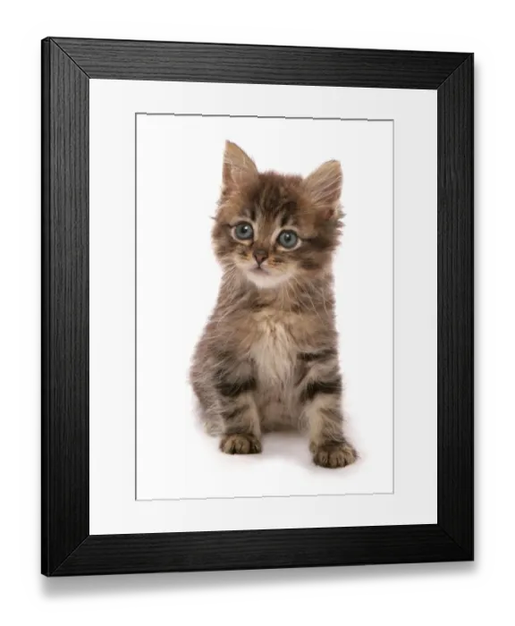 Framed Print : Domestic Cat, Asian, kitten, sitting Framed Print : Domestic Cat, Asian, kitten, sitting
