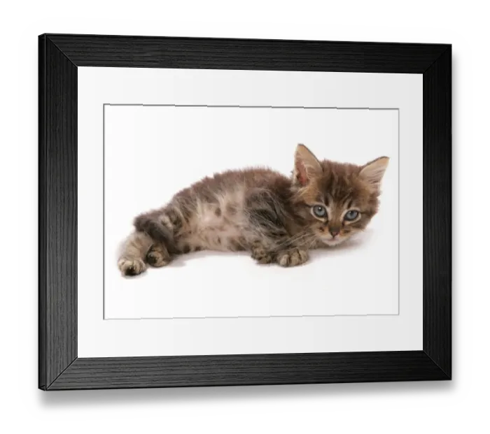 Framed Print : Domestic Cat, Asian, kitten, laying Framed Print : Domestic Cat, Asian, kitten, laying