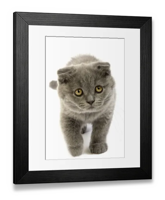 Framed Print : Domestic Cat, Blue Scottish Fold, two-month old kitten, walking