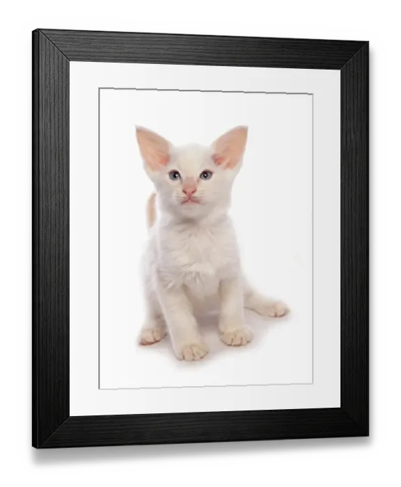 Framed Print : Domestic Cat, Balinese, kitten, sitting