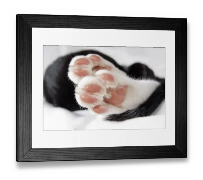 Framed Print : Domestic Cat, black and white kitten, close-up of paws Framed Print : Domestic Cat, black and white kitten, close-up of paws