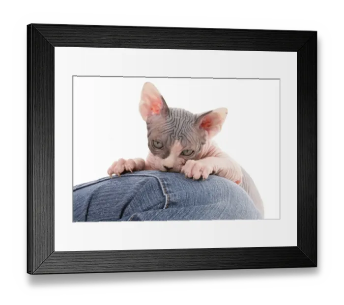 Framed Print : Domestic Cat, Sphynx, kitten, clawing leg of owner Framed Print : Domestic Cat, Sphynx, kitten, clawing leg of owner