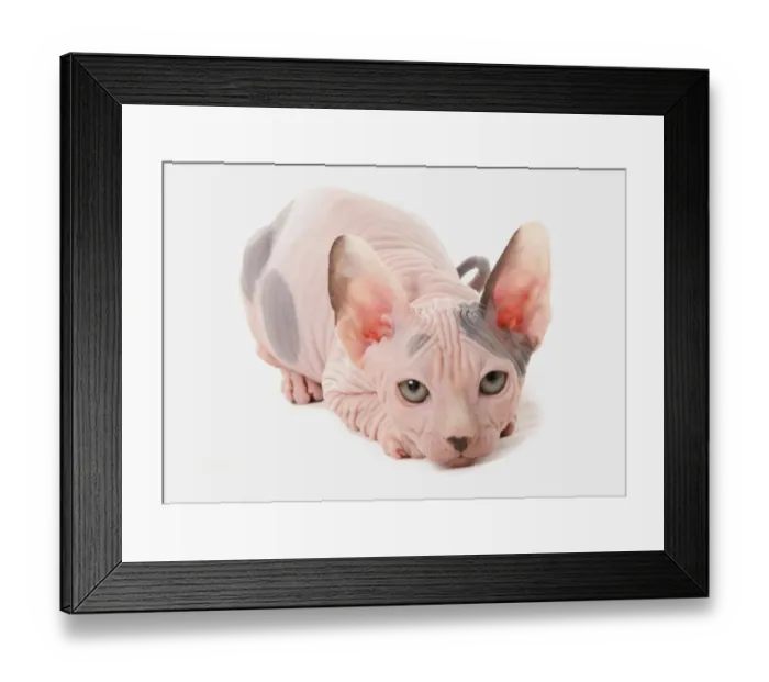 Framed Print : Domestic Cat, Sphynx, kitten, laying