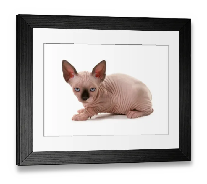 Framed Print : Domestic Cat, Sphynx, kitten, sitting Framed Print : Domestic Cat, Sphynx, kitten, sitting