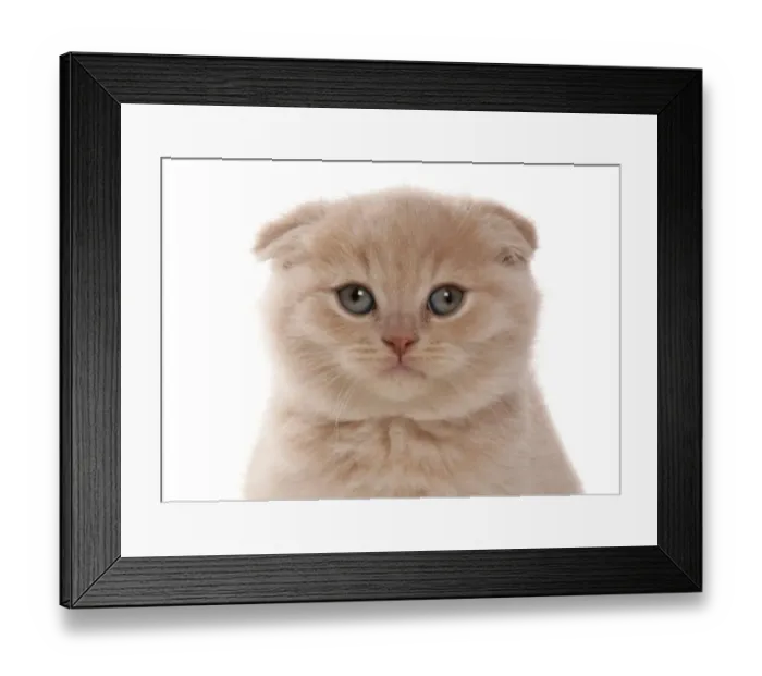 Framed Print : Domestic Cat, Scottish Fold, cream kitten, close-up of head Framed Print : Domestic Cat, Scottish Fold, cream kitten, close-up of head