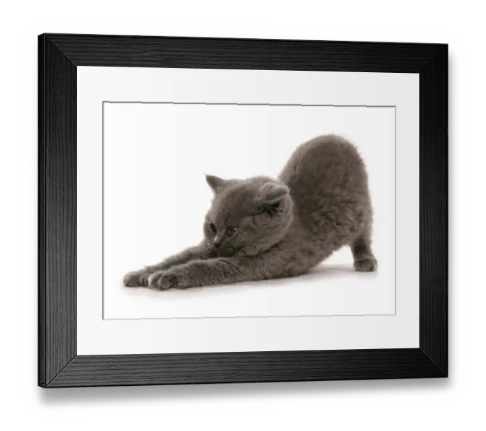 Framed Print : Domestic Cat, British Shorthair, blue kitten, stretching Framed Print : Domestic Cat, British Shorthair, blue kitten, stretching