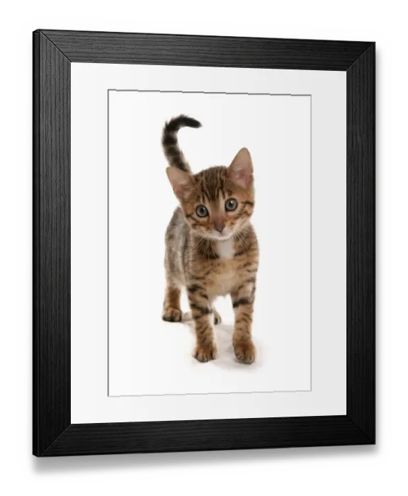 Framed Print : Domestic Cat, Bengal, brown spotted, kitten, standing Framed Print : Domestic Cat, Bengal, brown spotted, kitten, standing